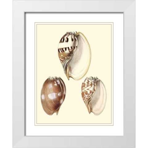 Splendid Shells VI White Modern Wood Framed Art Print with Double Matting by Vision Studio