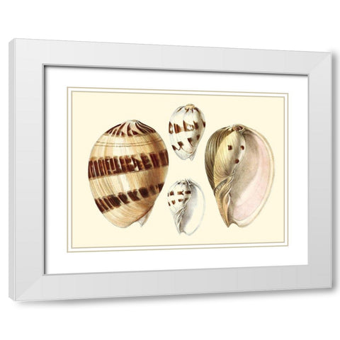 Splendid Shells VII White Modern Wood Framed Art Print with Double Matting by Vision Studio