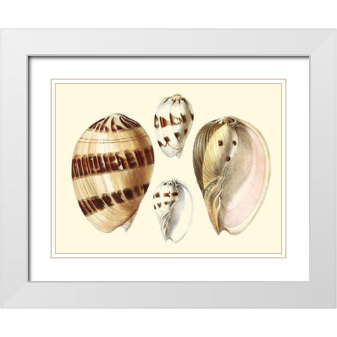 Splendid Shells VII White Modern Wood Framed Art Print with Double Matting by Vision Studio