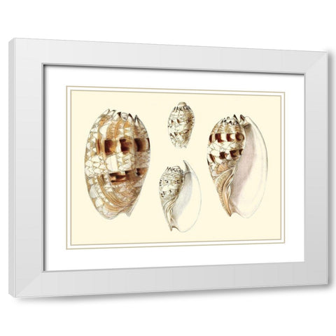 Splendid Shells VIII White Modern Wood Framed Art Print with Double Matting by Vision Studio