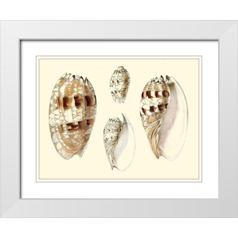 Splendid Shells VIII White Modern Wood Framed Art Print with Double Matting by Vision Studio