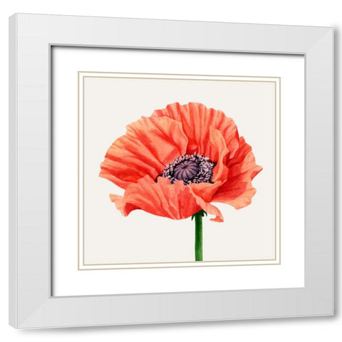 Magnified Poppy I White Modern Wood Framed Art Print with Double Matting by Popp, Grace