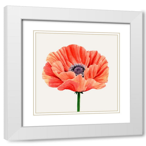 Magnified Poppy II White Modern Wood Framed Art Print with Double Matting by Popp, Grace