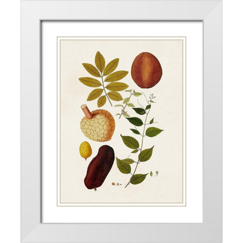 Exotic Botanicals III White Modern Wood Framed Art Print with Double Matting by Unknown