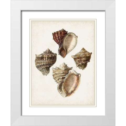 Sowerby Shells I White Modern Wood Framed Art Print with Double Matting by Sowerby, James