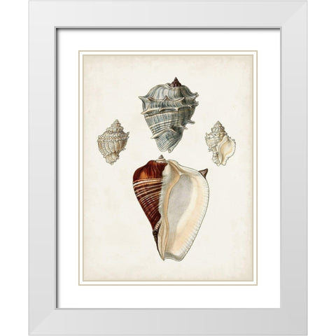 Sowerby Shells II White Modern Wood Framed Art Print with Double Matting by Sowerby, James