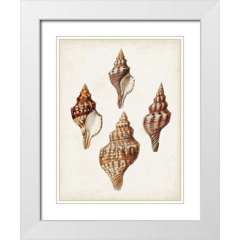 Sowerby Shells IV White Modern Wood Framed Art Print with Double Matting by Sowerby, James