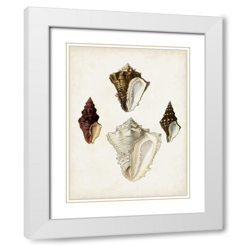 Sowerby Shells V White Modern Wood Framed Art Print with Double Matting by Sowerby, James