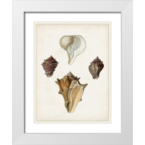 Sowerby Shells VI White Modern Wood Framed Art Print with Double Matting by Sowerby, James
