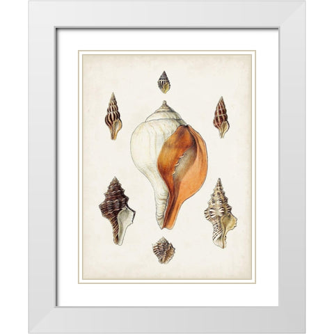Sowerby Shells VII White Modern Wood Framed Art Print with Double Matting by Sowerby, James