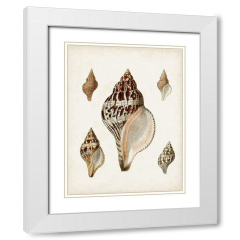 Sowerby Shells VIII White Modern Wood Framed Art Print with Double Matting by Sowerby, James