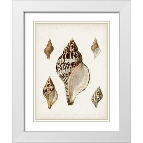 Sowerby Shells VIII White Modern Wood Framed Art Print with Double Matting by Sowerby, James
