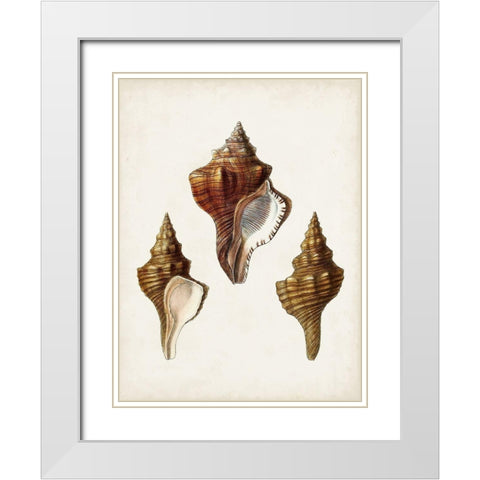 Sowerby Shells IX White Modern Wood Framed Art Print with Double Matting by Sowerby, James