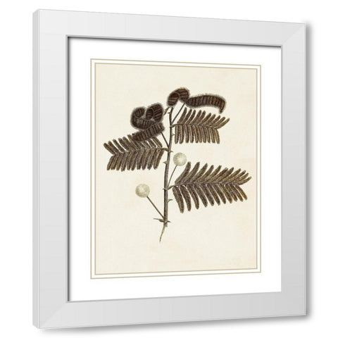 Sepia Botanicals I White Modern Wood Framed Art Print with Double Matting by Vision Studio