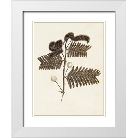 Sepia Botanicals I White Modern Wood Framed Art Print with Double Matting by Vision Studio