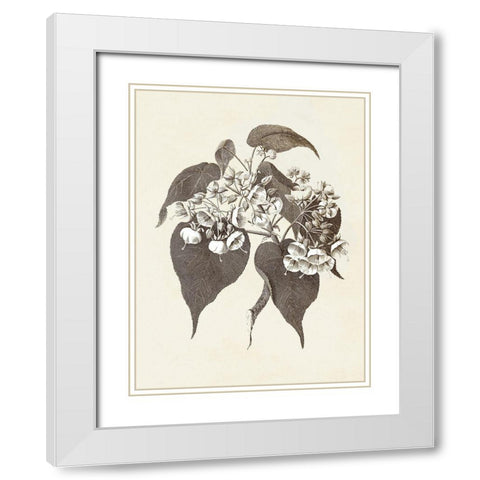 Sepia Botanicals II White Modern Wood Framed Art Print with Double Matting by Vision Studio