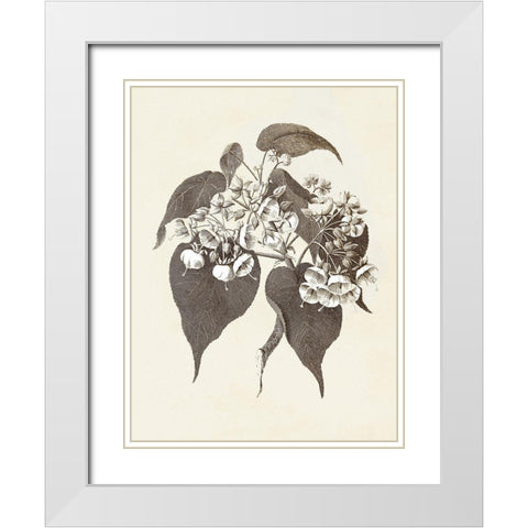 Sepia Botanicals II White Modern Wood Framed Art Print with Double Matting by Vision Studio