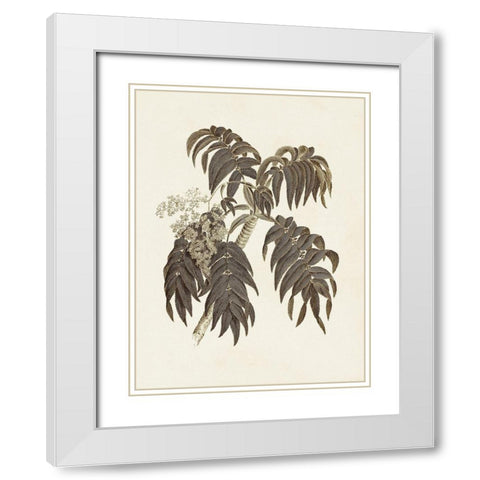 Sepia Botanicals III White Modern Wood Framed Art Print with Double Matting by Vision Studio