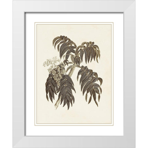 Sepia Botanicals III White Modern Wood Framed Art Print with Double Matting by Vision Studio