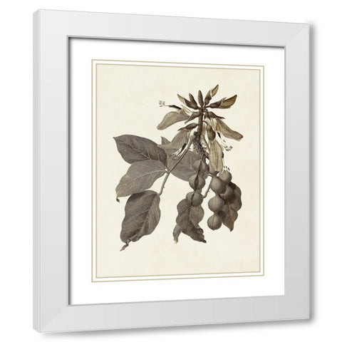 Sepia Botanicals IV White Modern Wood Framed Art Print with Double Matting by Vision Studio