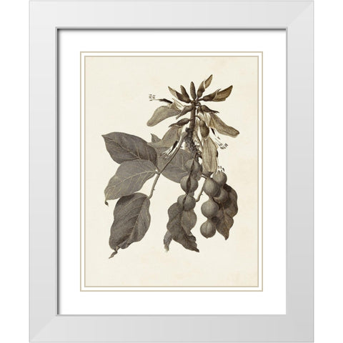 Sepia Botanicals IV White Modern Wood Framed Art Print with Double Matting by Vision Studio