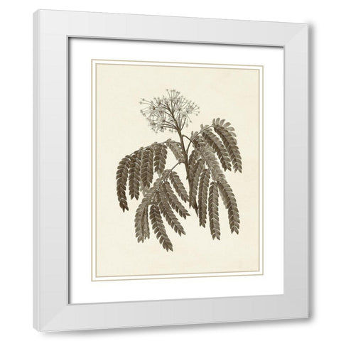 Sepia Botanicals V White Modern Wood Framed Art Print with Double Matting by Vision Studio