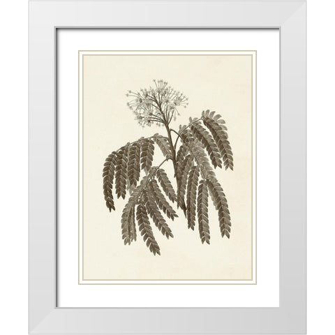 Sepia Botanicals V White Modern Wood Framed Art Print with Double Matting by Vision Studio