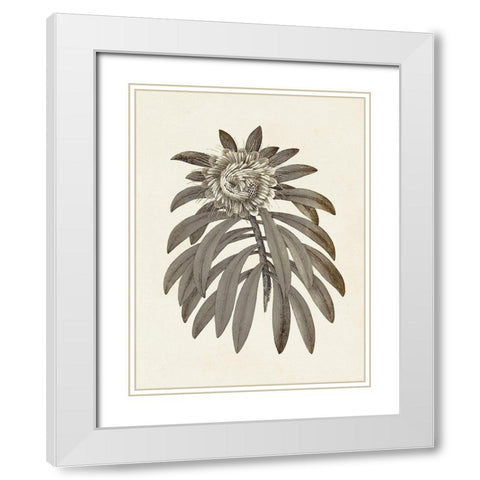 Sepia Botanicals VI White Modern Wood Framed Art Print with Double Matting by Vision Studio