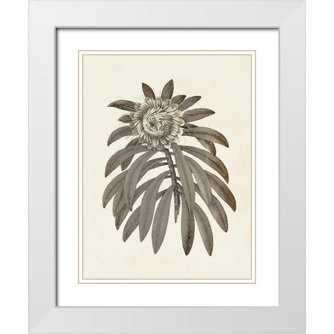 Sepia Botanicals VI White Modern Wood Framed Art Print with Double Matting by Vision Studio