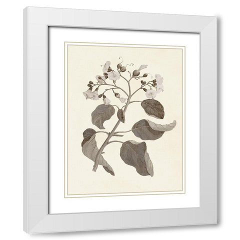 Sepia Botanicals VII White Modern Wood Framed Art Print with Double Matting by Vision Studio