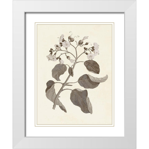 Sepia Botanicals VII White Modern Wood Framed Art Print with Double Matting by Vision Studio