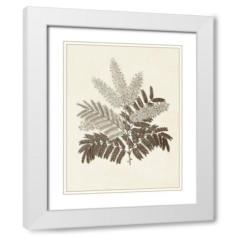 Sepia Botanicals VIII White Modern Wood Framed Art Print with Double Matting by Vision Studio