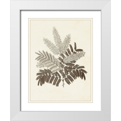 Sepia Botanicals VIII White Modern Wood Framed Art Print with Double Matting by Vision Studio