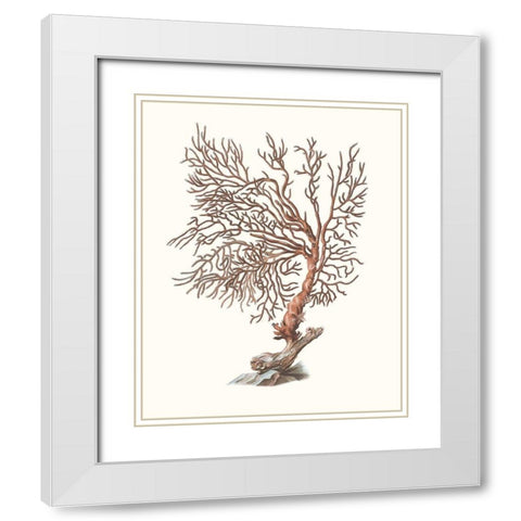 Terra Cotta Coral I White Modern Wood Framed Art Print with Double Matting by Unknown