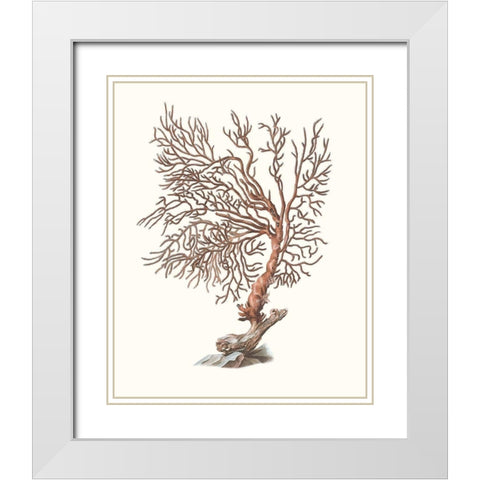 Terra Cotta Coral I White Modern Wood Framed Art Print with Double Matting by Unknown