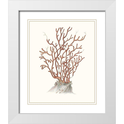 Terra Cotta Coral II White Modern Wood Framed Art Print with Double Matting by Unknown