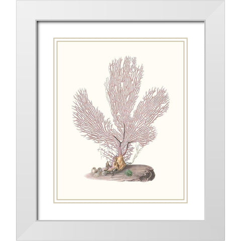Terra Cotta Coral IV White Modern Wood Framed Art Print with Double Matting by Unknown