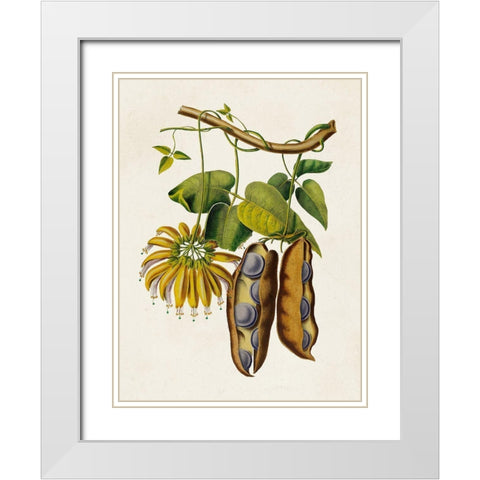 Fruit of the Tropics III White Modern Wood Framed Art Print with Double Matting by Unknown