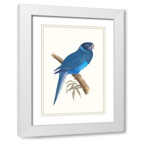 Blue Parrots I White Modern Wood Framed Art Print with Double Matting by Vision Studio