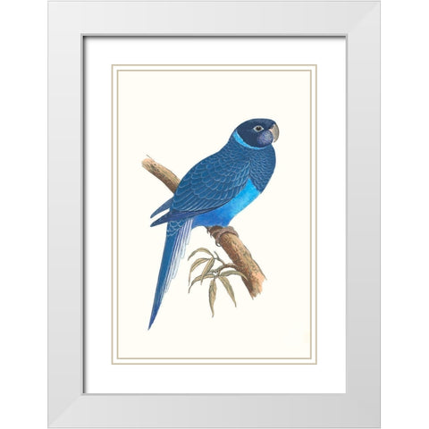 Blue Parrots I White Modern Wood Framed Art Print with Double Matting by Vision Studio