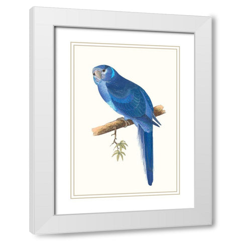 Blue Parrots II White Modern Wood Framed Art Print with Double Matting by Vision Studio