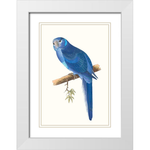 Blue Parrots II White Modern Wood Framed Art Print with Double Matting by Vision Studio