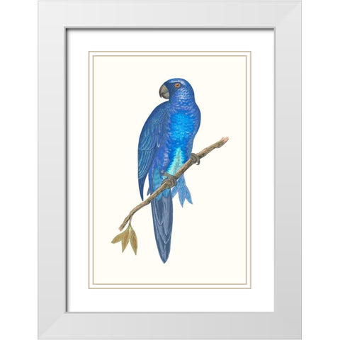 Blue Parrots III White Modern Wood Framed Art Print with Double Matting by Vision Studio