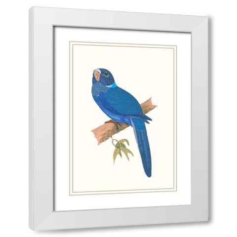 Blue Parrots IV White Modern Wood Framed Art Print with Double Matting by Vision Studio