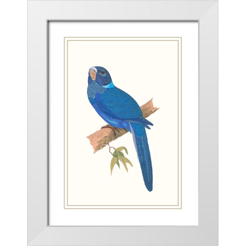 Blue Parrots IV White Modern Wood Framed Art Print with Double Matting by Vision Studio