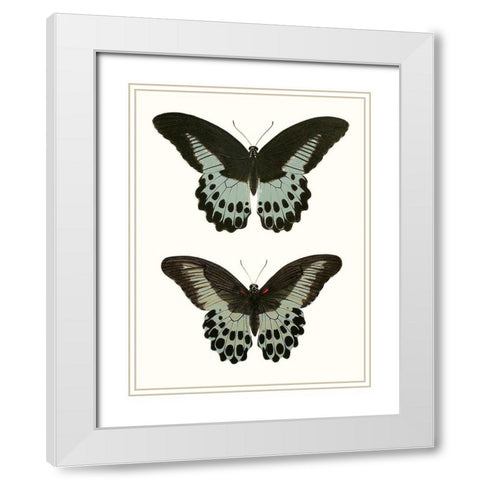 Antique Blue Butterflies II White Modern Wood Framed Art Print with Double Matting by Vision Studio