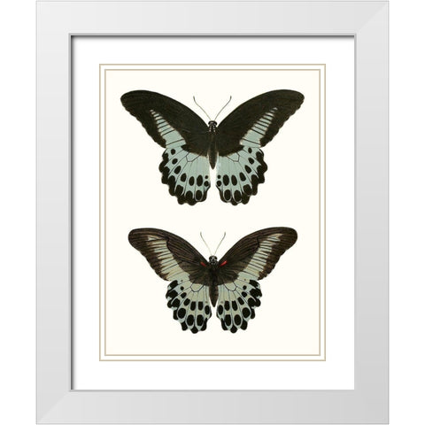 Antique Blue Butterflies II White Modern Wood Framed Art Print with Double Matting by Vision Studio