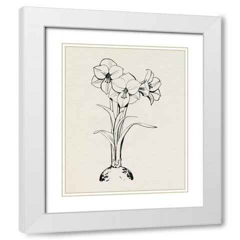 Christmas Amaryllis I White Modern Wood Framed Art Print with Double Matting by Popp, Grace