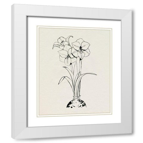 Christmas Amaryllis II White Modern Wood Framed Art Print with Double Matting by Popp, Grace