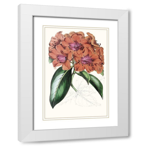 Paxton Tropicals I White Modern Wood Framed Art Print with Double Matting by Paxton